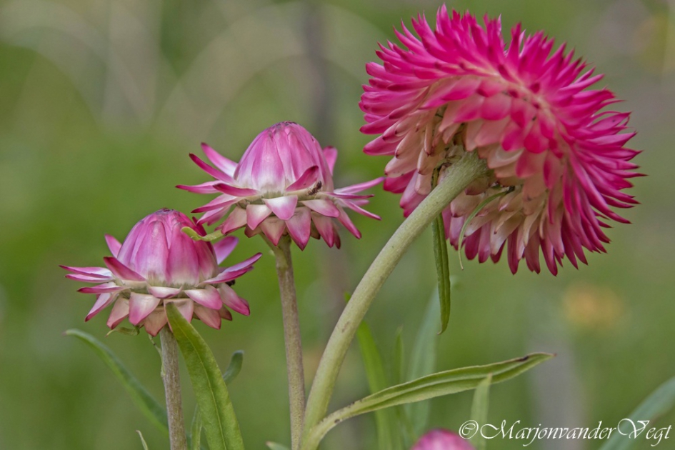 Helichrysum - Planten - Droogbloem