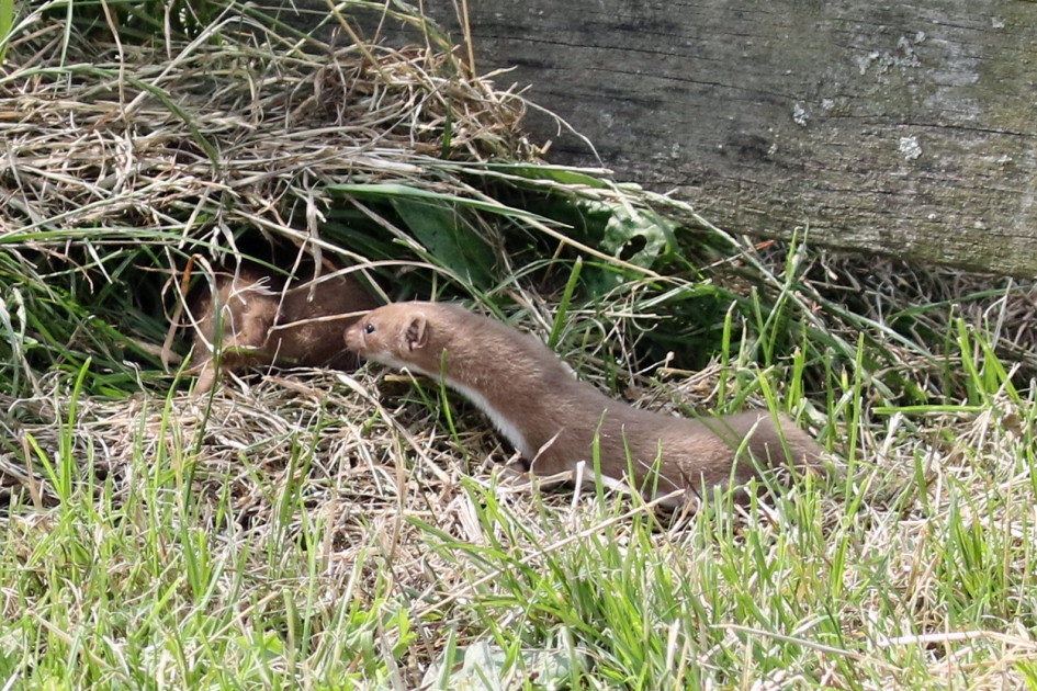 Hermelijn of wezel? - Zoogdieren - 
