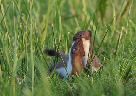 Hermelijnen aan het spelen