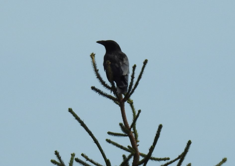 Het is eenzaam aan de top... - Vogels - Zwarte kraai