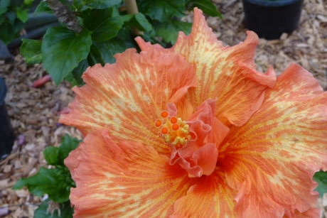Hibiscus