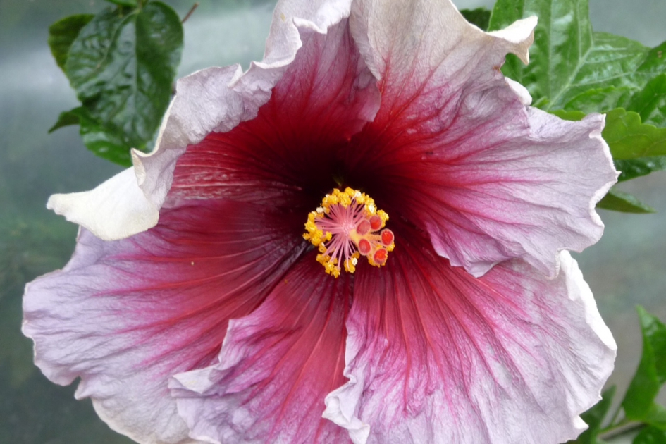 Hibiscus - Planten - 