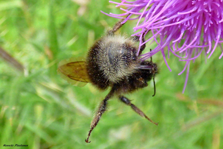Hommel - Geleedpotigen - Hommel