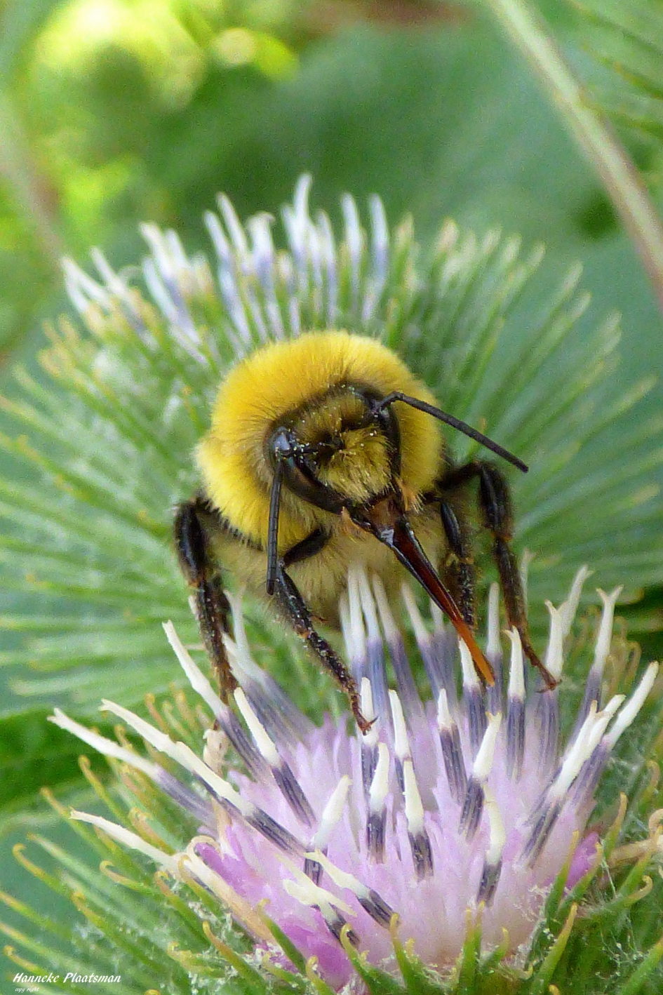 Hommel - Geleedpotigen - Hommel