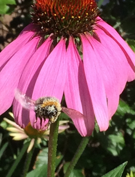 Hommel na stuifmeelbad