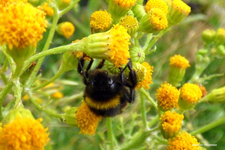 Hommel op kruiskruid