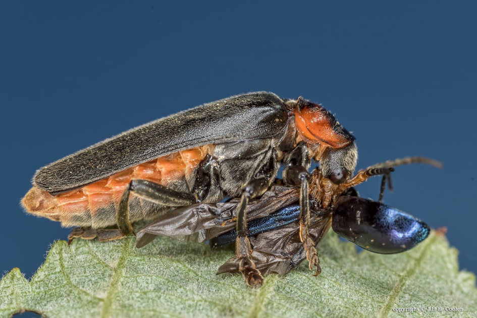 Honger - Geleedpotigen - Zwart soldaatje