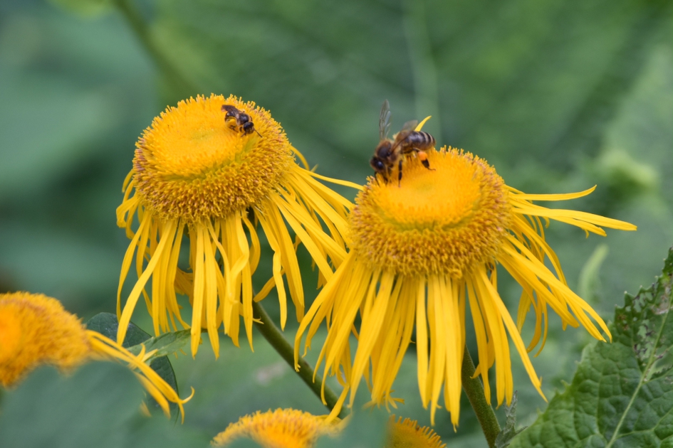 Hoog bezoek - Planten - 