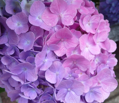 Hortensia