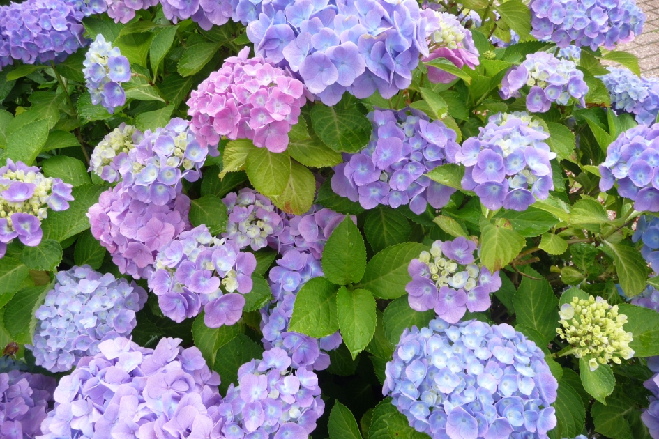 Hortensias - Planten - 