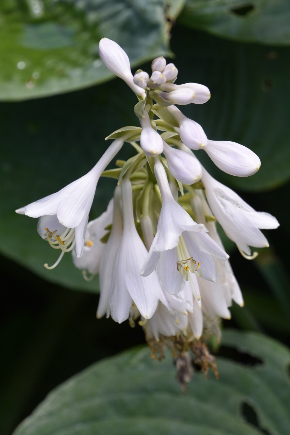 Hostabloem - Planten - 