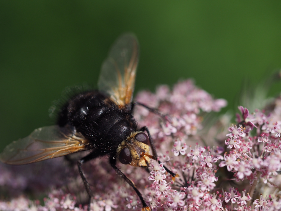 Houtbij of niet? - Geleedpotigen - 