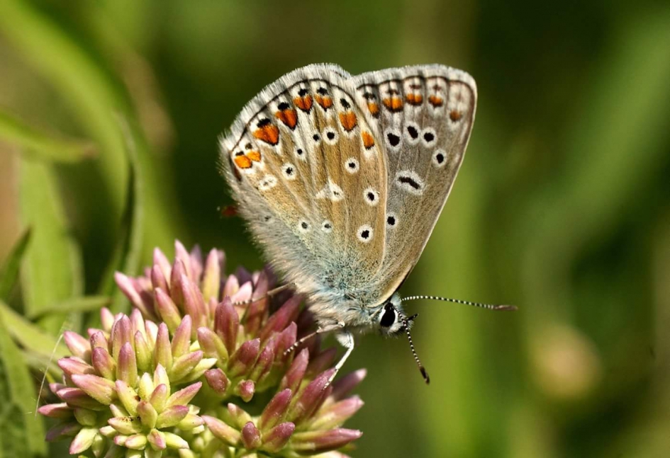 Icarus - Geleedpotigen - Icarus blauwtje