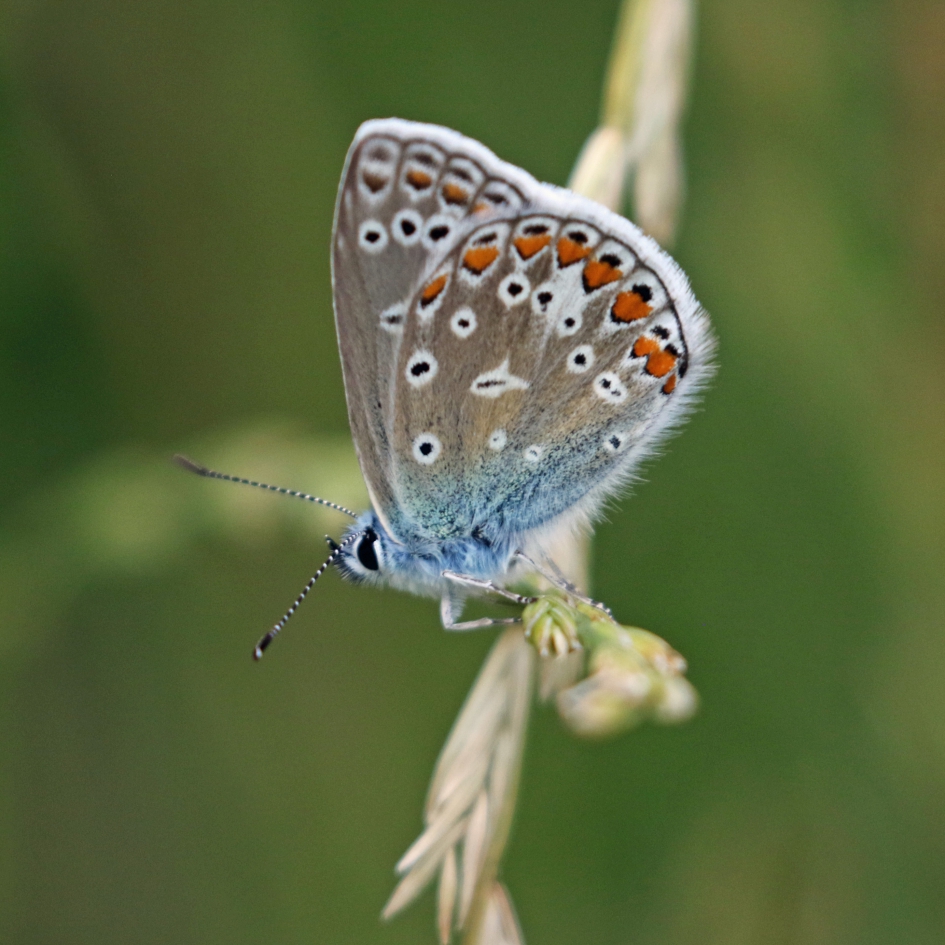 Icarusblauwtje - Geleedpotigen - 