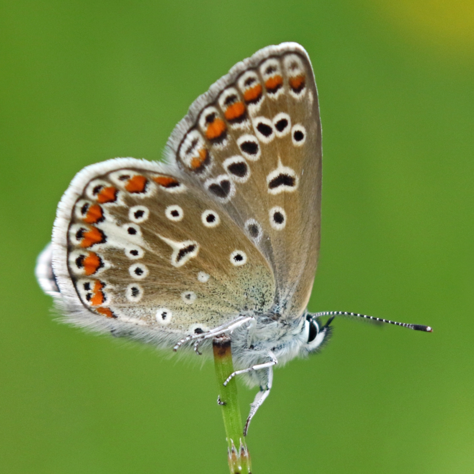 Icarusblauwtje - Geleedpotigen - 