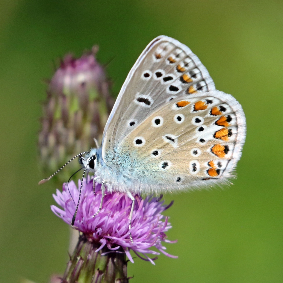 Icarusblauwtje - Geleedpotigen - 