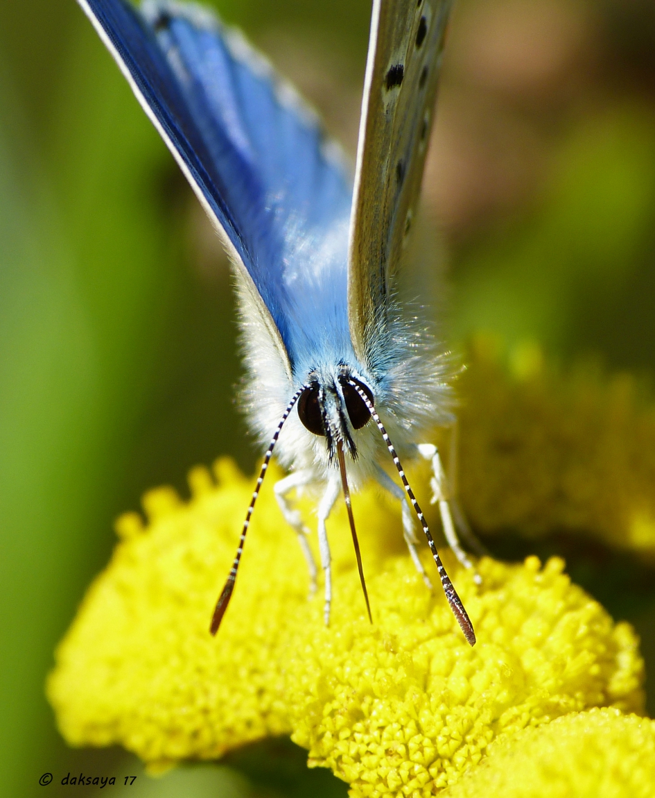 Icarusblauwtje - Geleedpotigen - 