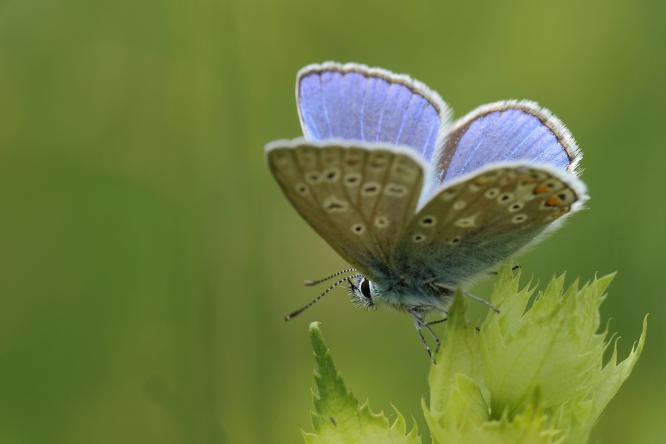 icarusblauwtje - Geleedpotigen - 