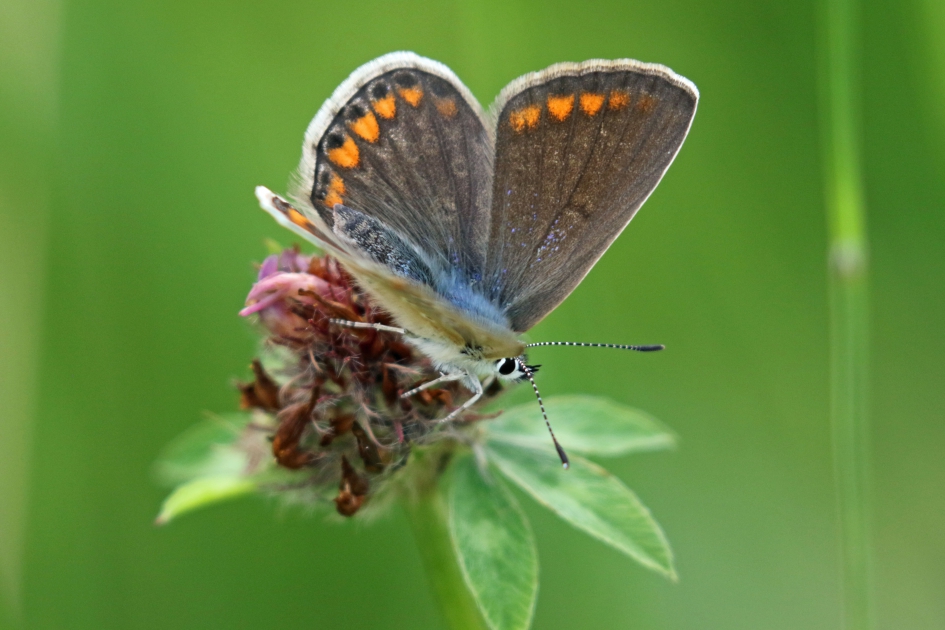 Icarusblauwtje (vr) - Geleedpotigen - 