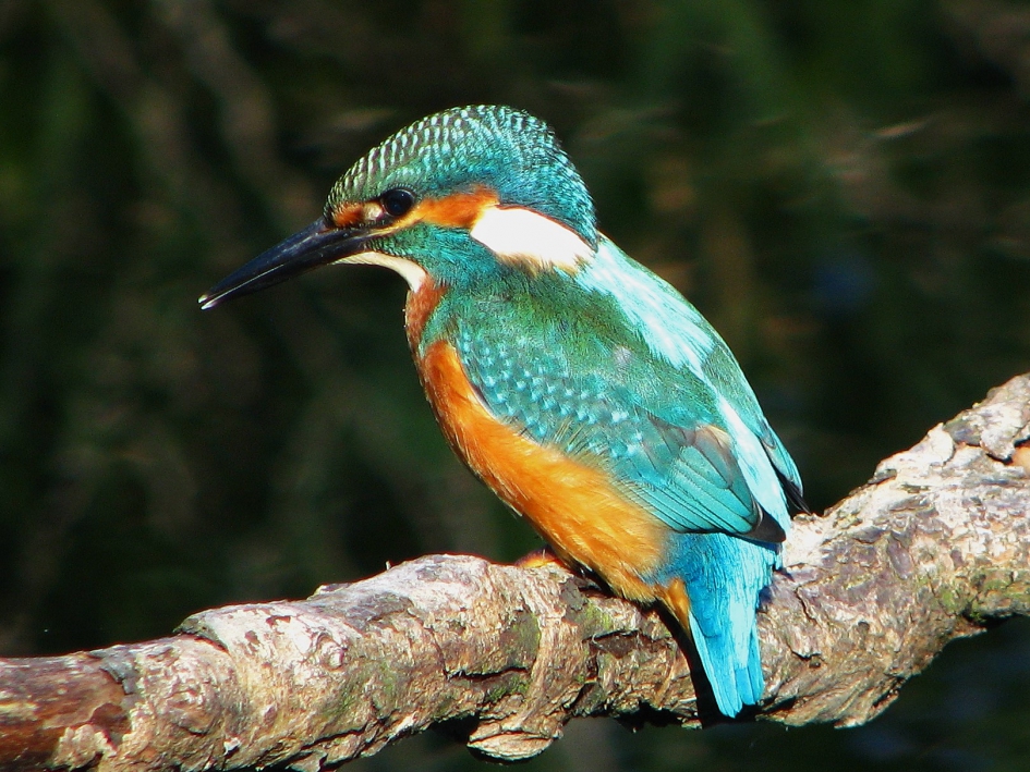 Ijsvogel - Vogels - Ijsvogel