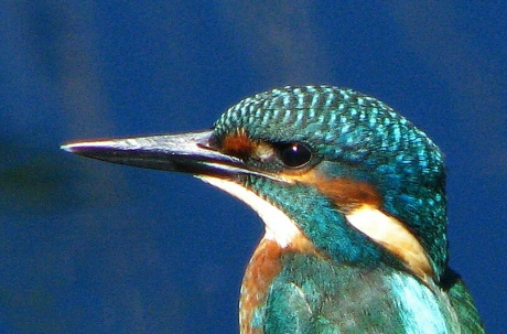 Ijsvogel