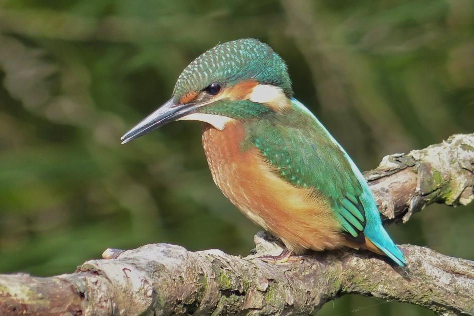 ijsvogel - Vogels - ijsvogel