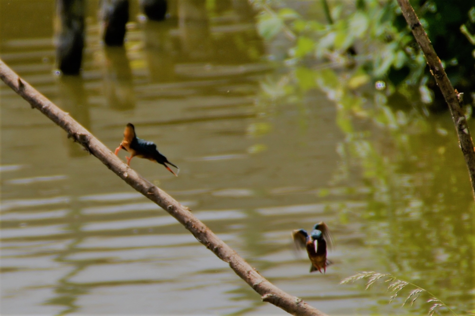 Ijsvogels communiceren - Vogels - Ijsvogel