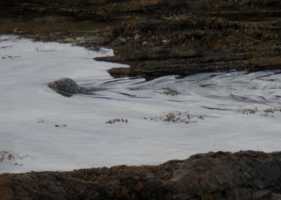 Ik heb lang genoeg op de harde rotsen gelegen. Ik ga de zee weer in. - Zoogdieren - Grijze zeehond