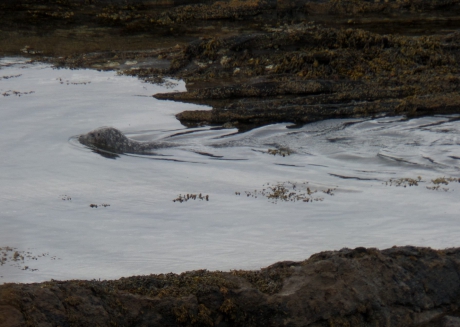 Ik heb lang genoeg op de harde rotsen gelegen. Ik ga de zee weer in.