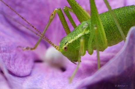 Ik heb last van sproeten!