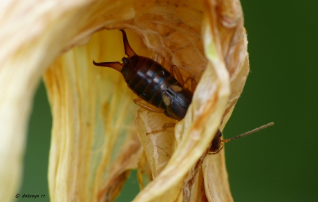 Ik hou niet van de zon