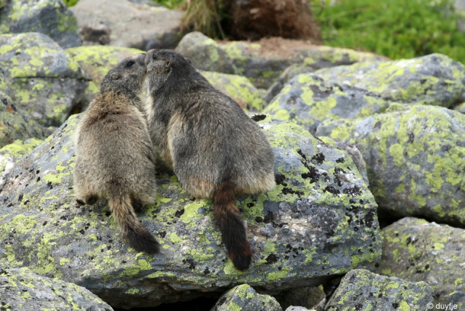 "Ik ook van jou!" - Zoogdieren - Alpenmarmot