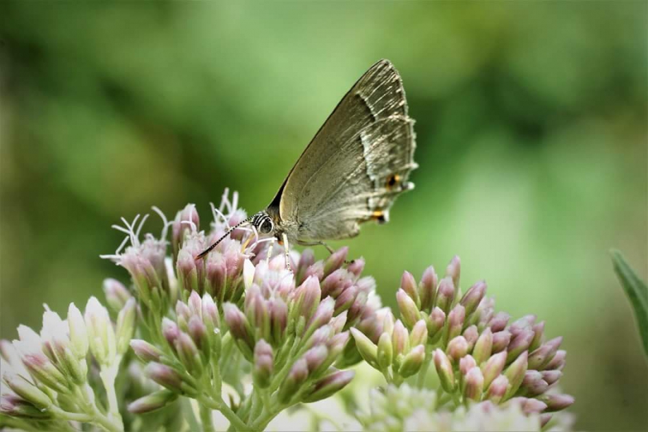 Eikenpage - Geleedpotigen - Eikenpage