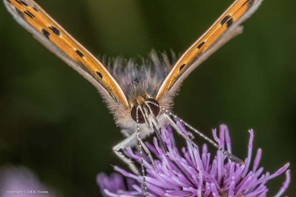 In de wind - Geleedpotigen - Kleine vuurvlinder
