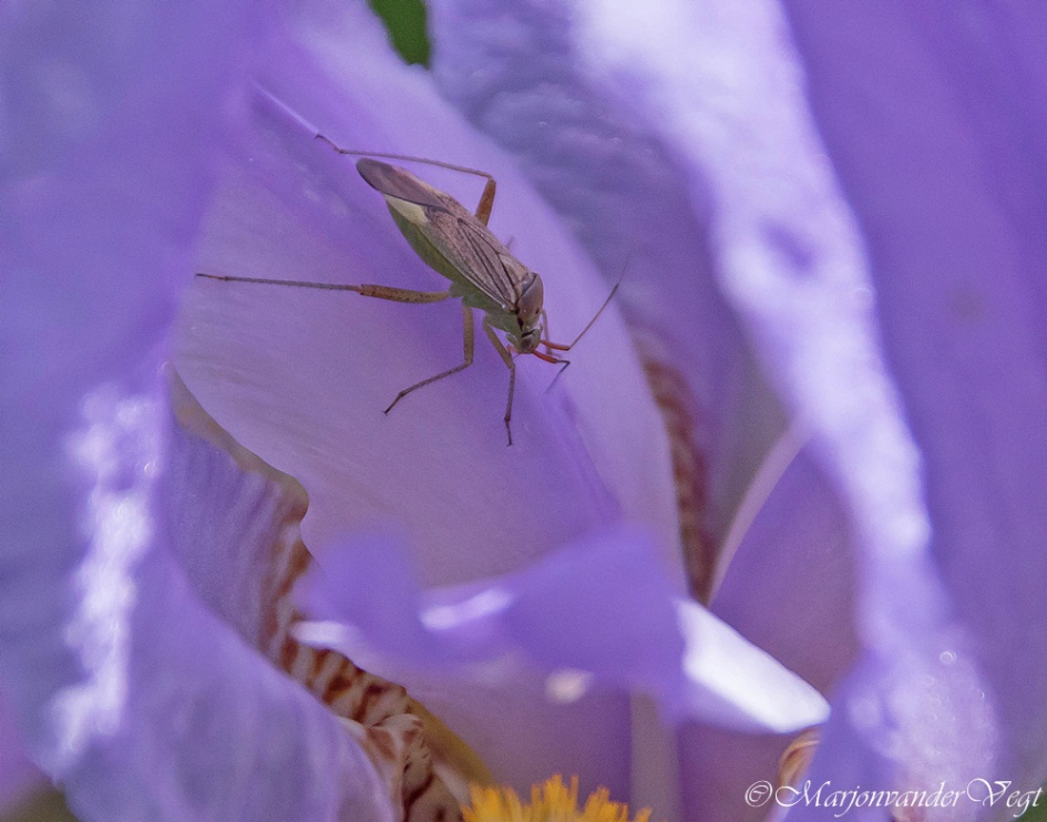 In paarse wereld - Geleedpotigen - blindwants