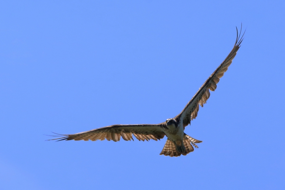In tegenlicht - Vogels - Visarend