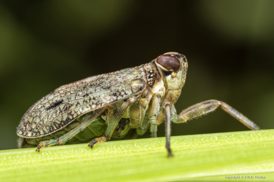 Issus coleoptratus - Geleedpotigen - 