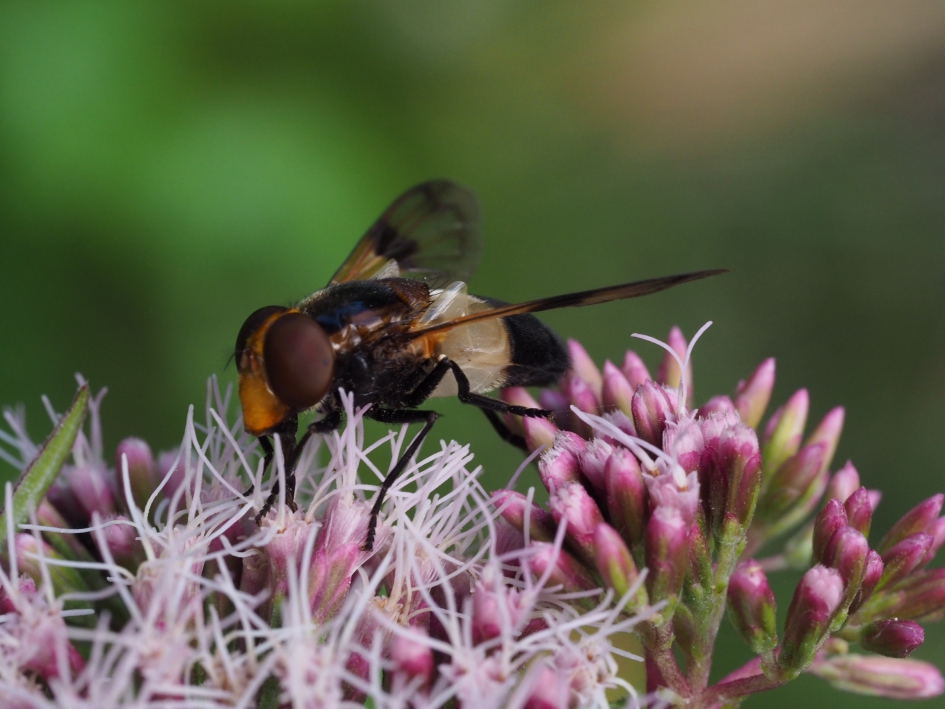 Ivoorzweefvlieg - Geleedpotigen - 