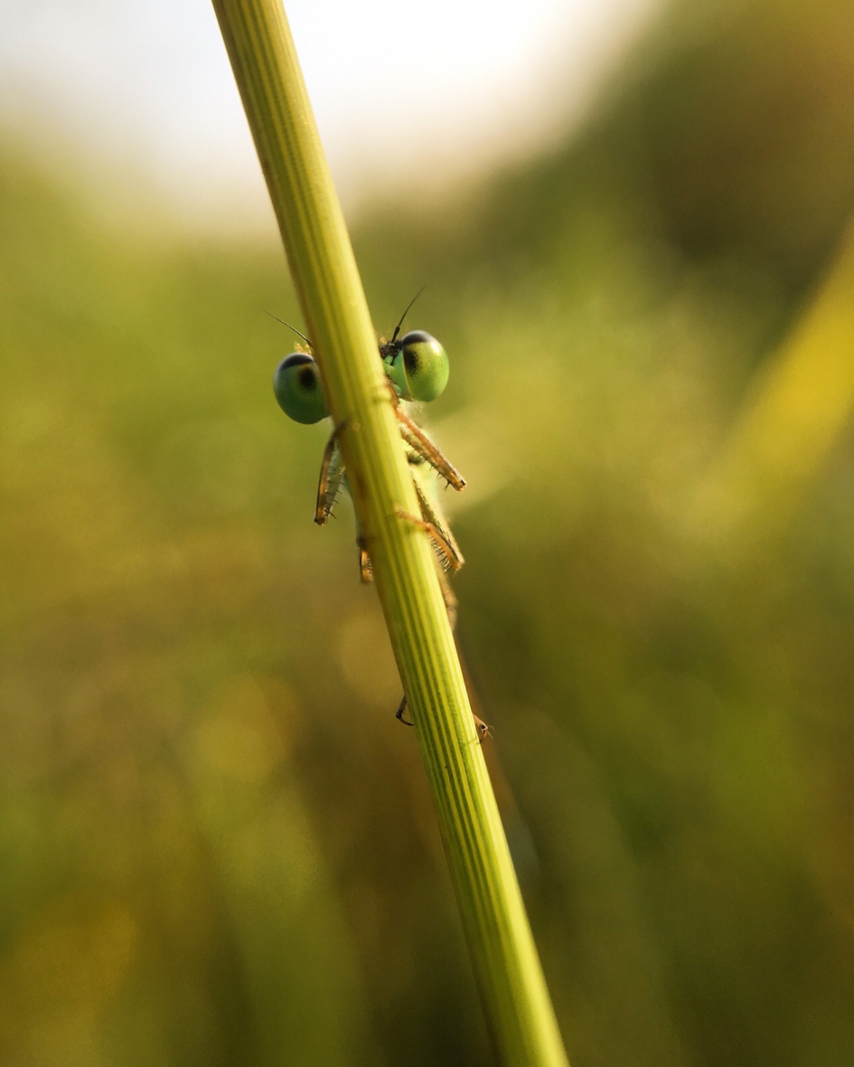 Je ziet me niet - Geleedpotigen - 