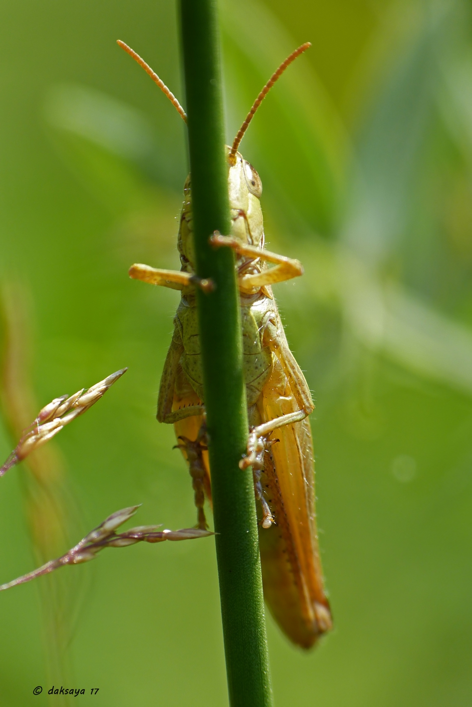 Je ziet me toch niet - Geleedpotigen - 