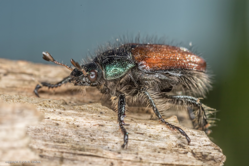 Johanneskever - Geleedpotigen - Johanneskever