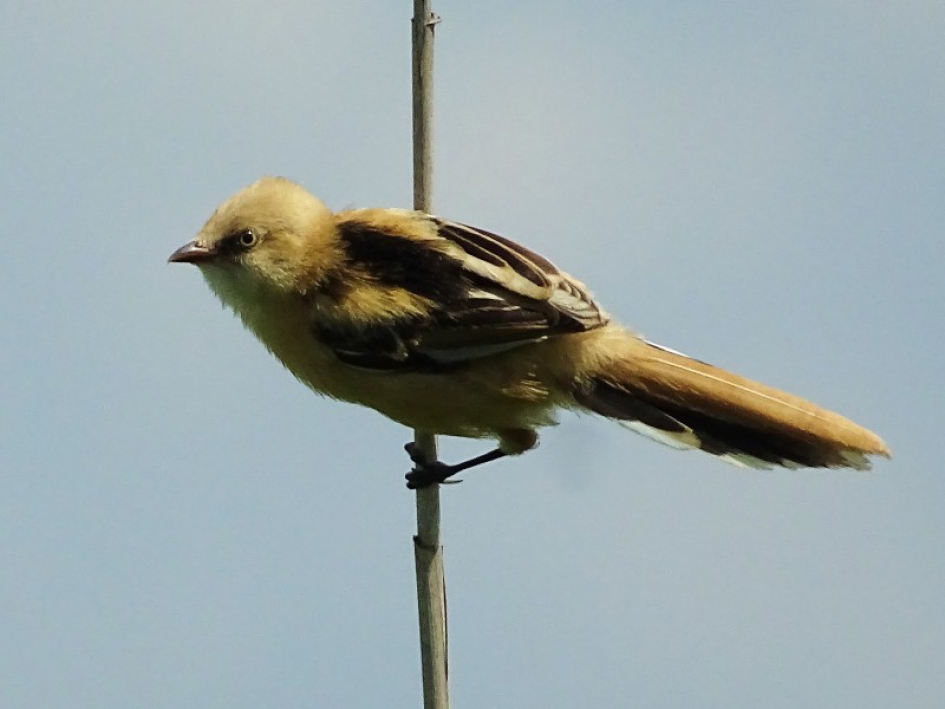Baardmannetje - Vogels - Baardman