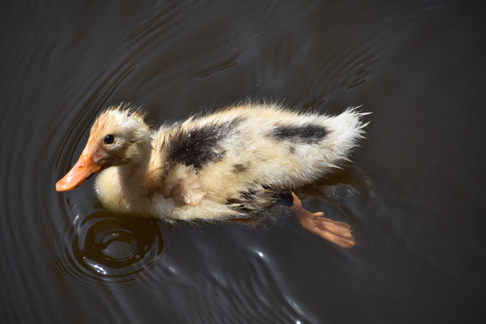 Jong eendje - Vogels - 