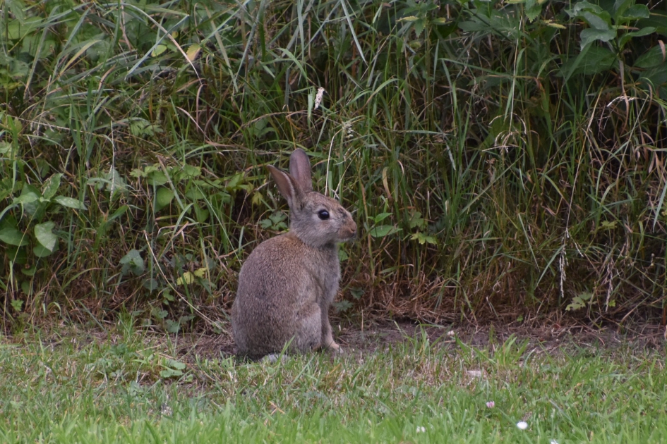 Jong konijntje - Zoogdieren - 