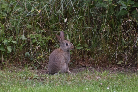 Jong konijntje