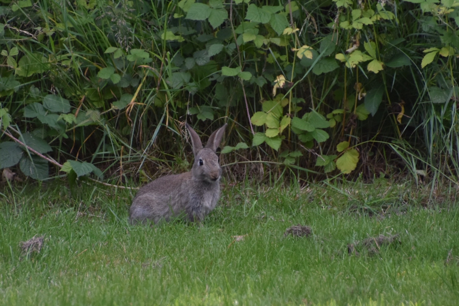 Jong konijntje - Zoogdieren - 