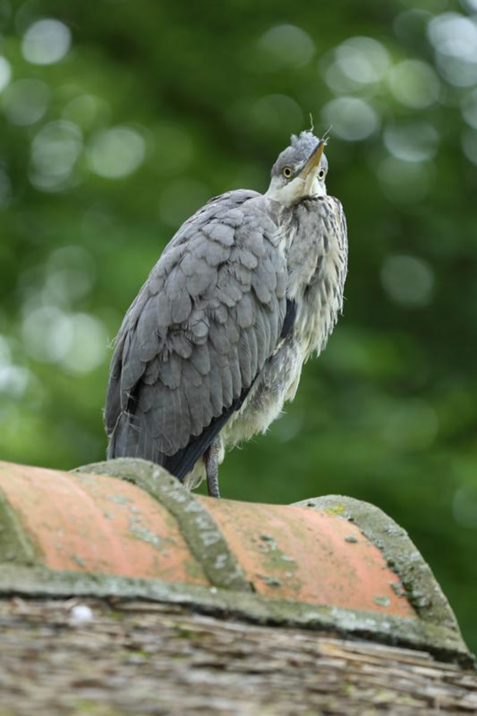 jonge blauwe reiger - Vogels - 