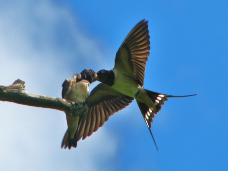 Jonge boerenzwaluw gevoerd