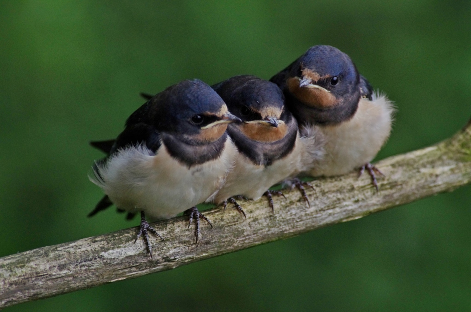 Jonge Boerenzwaluwen - Vogels - 