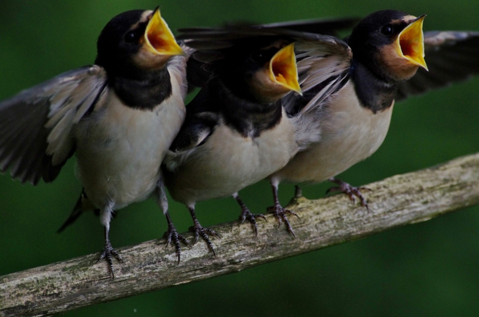 Jonge boerenzwaluwen - Vogels - 
